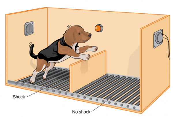 Dog illustrating learned helplessness